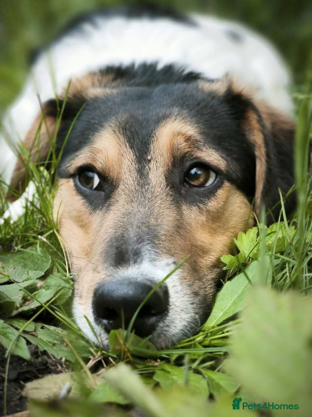 Mixed Breed dogs for adoption: 💙🐶 CASPER 🐶💙 - Image 2