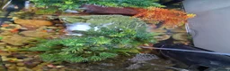 Turtle reptiles for sale: Musk Turtles in Chichester - Advert 6