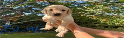 Goldador dogs for sale: Golden Retriever Labrador Puppies - Advert 13