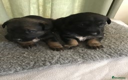 Mixed Breed dogs for sale: German cross Caucasian pups - Image 3