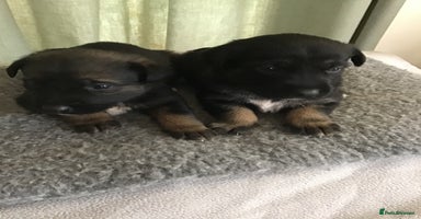 Mixed Breed dogs - Advert 8