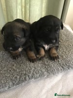 Mixed Breed dogs - Advert 8