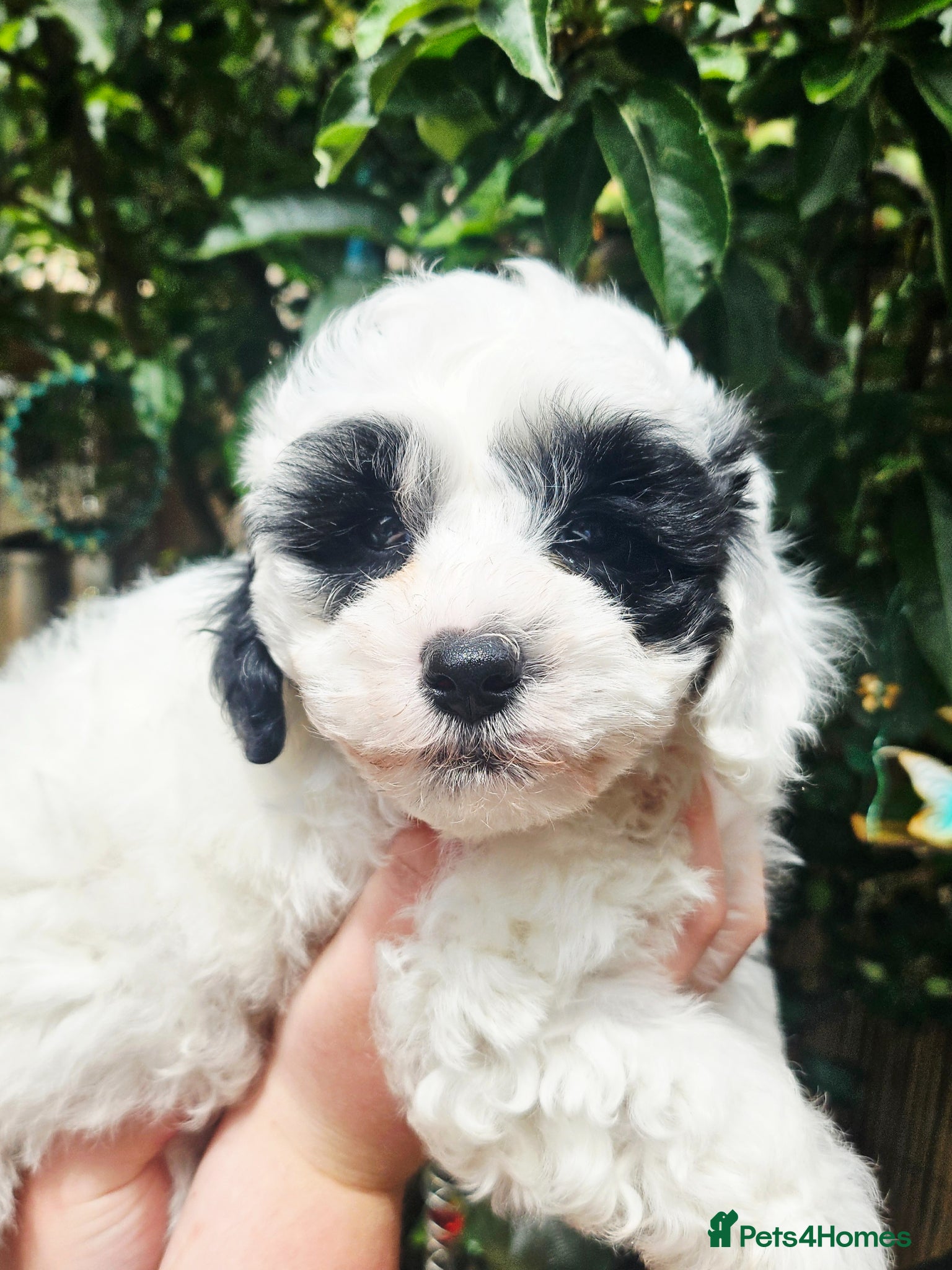 Shihpoo dogs Beautiful Shihpoos 🥰🐶 - Advert 1
