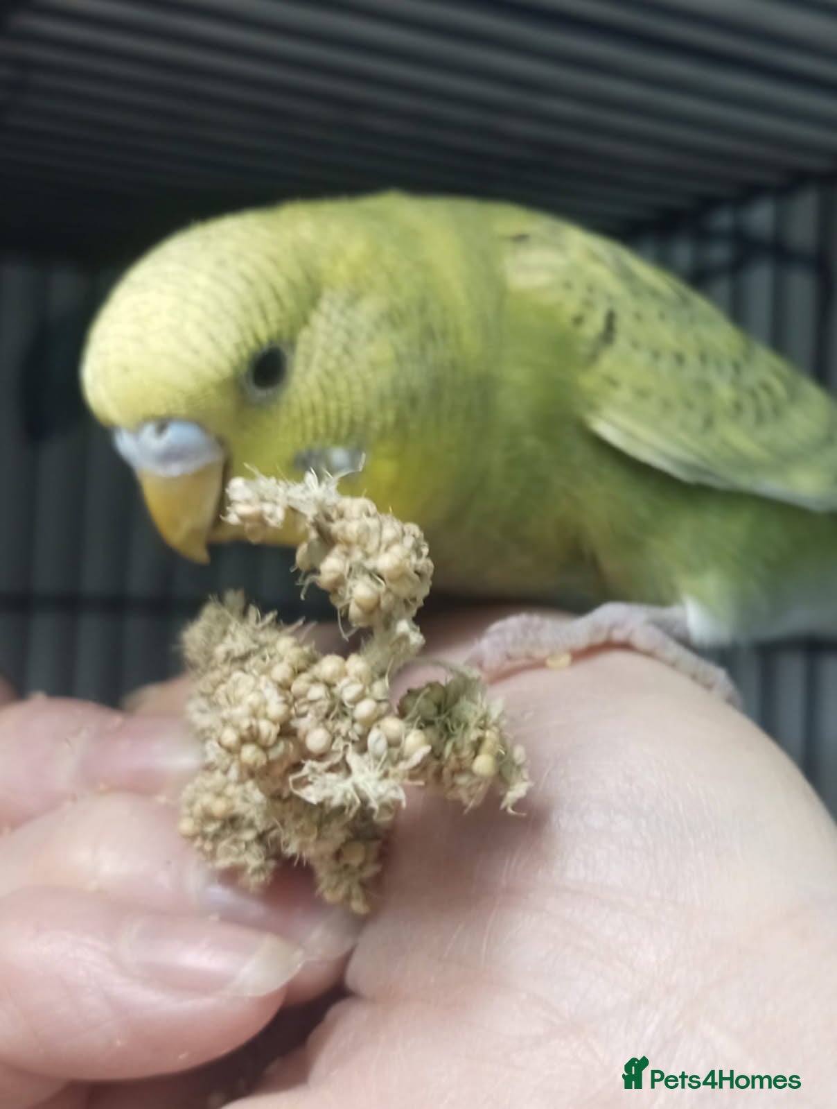 Budgerigars birds Superb home bred beautifully coloured baby budgies - Advert 9