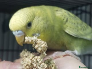 Budgerigars birds Superb home bred beautifully coloured baby budgies - Advert 3