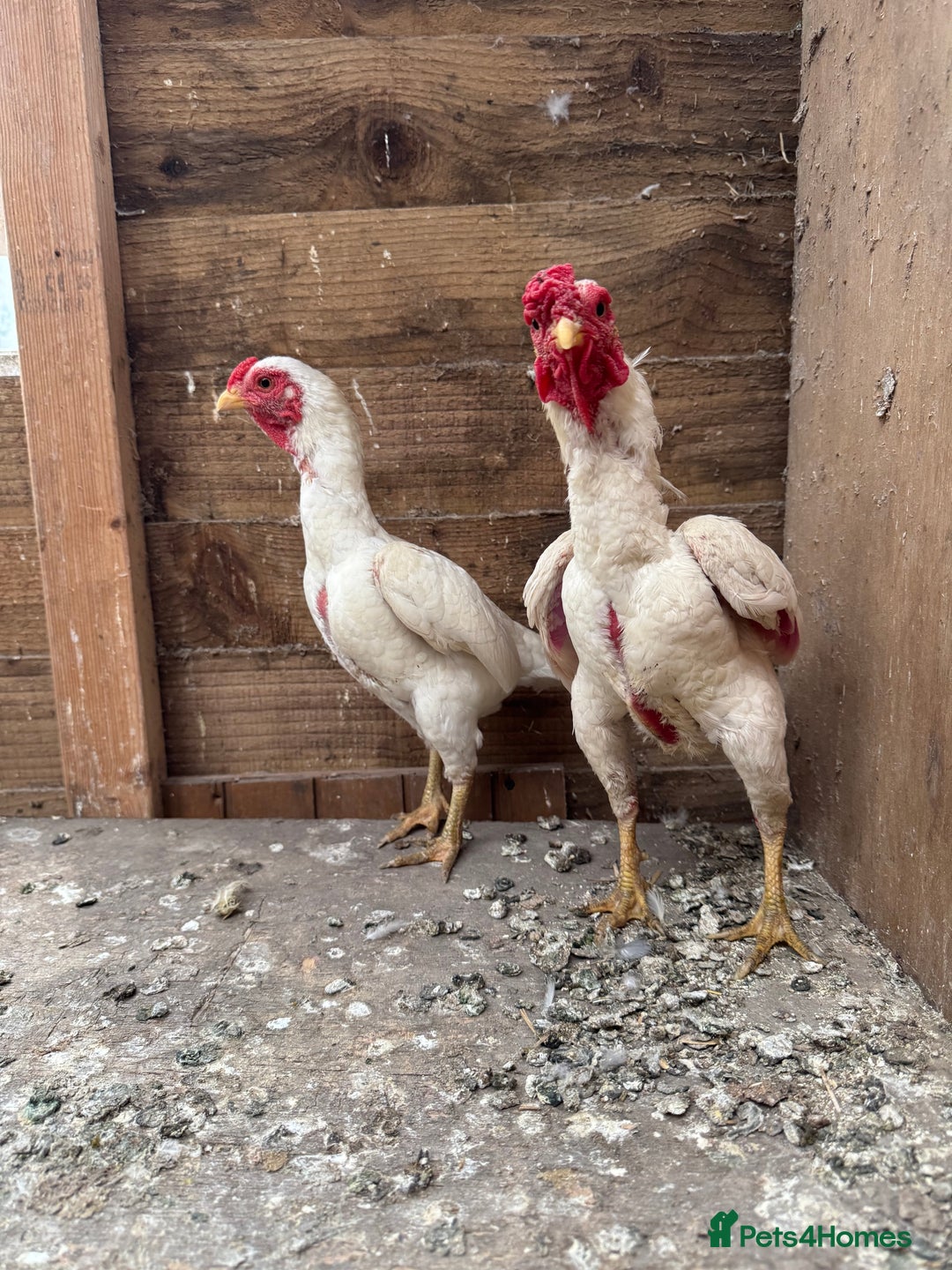 Chickens poultry for sale: Ko Shamo - Image 2
