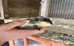 Guinea Pig rodents for sale: Male Guinea pigs for a good home  - Image 2