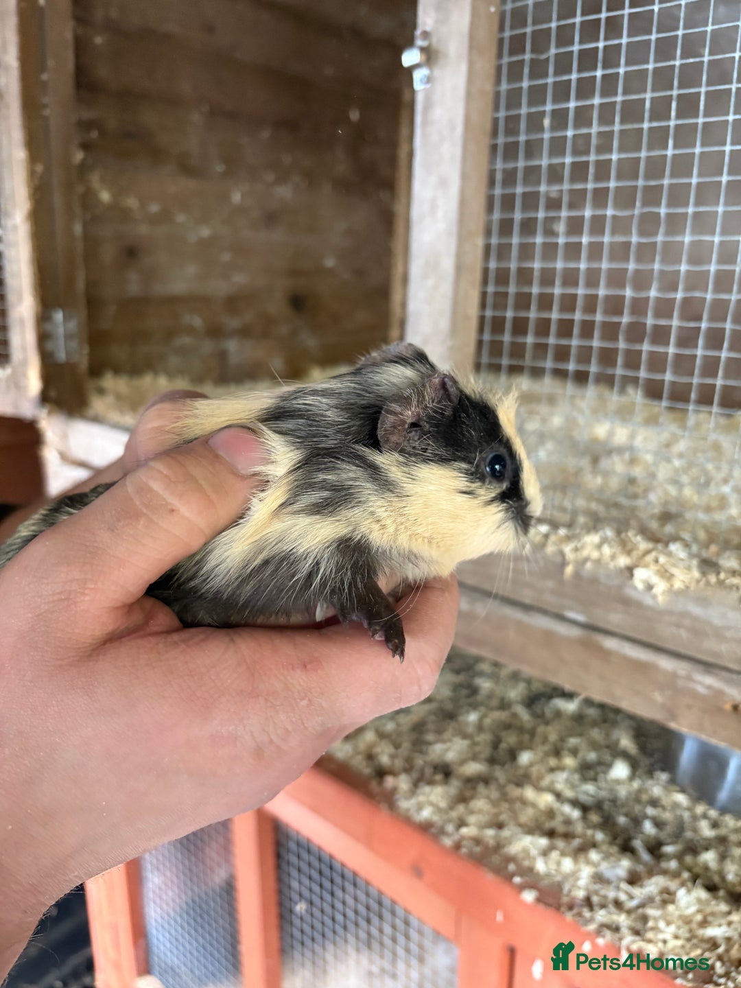 Guinea Pig rodents for sale: Male Guinea pigs for a good home  - Image 2