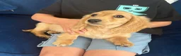 Miniature Dachshund dogs for sale: Pure Cream female mini dachshund  - Advert 4