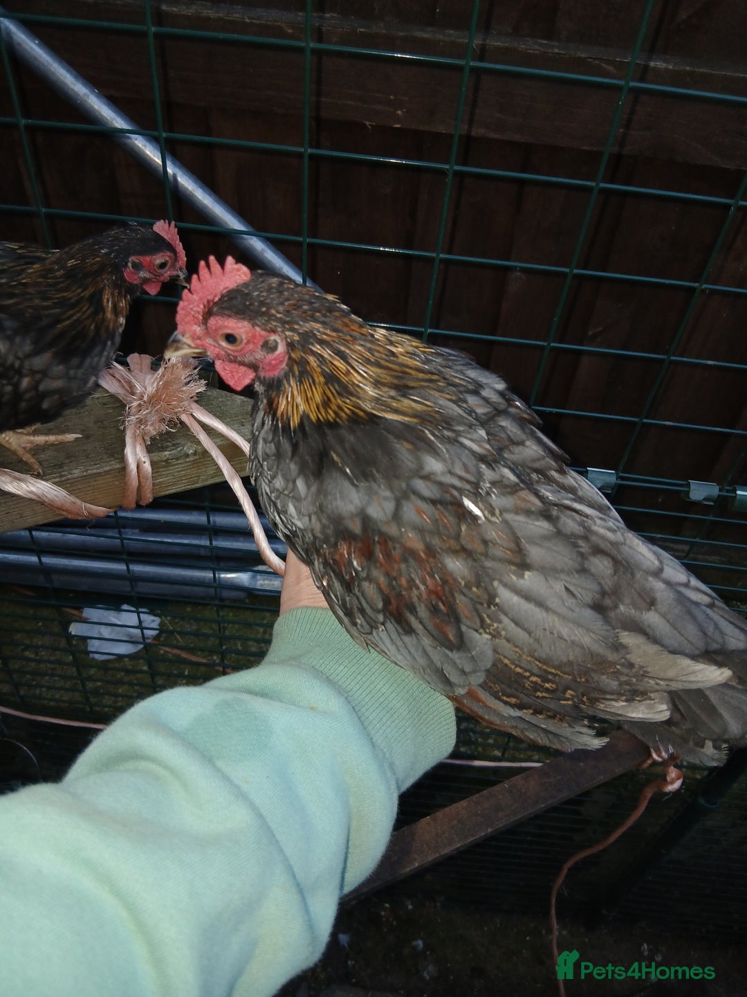 Chickens poultry for sale: 2 handsome serama Cockerells - Image 7
