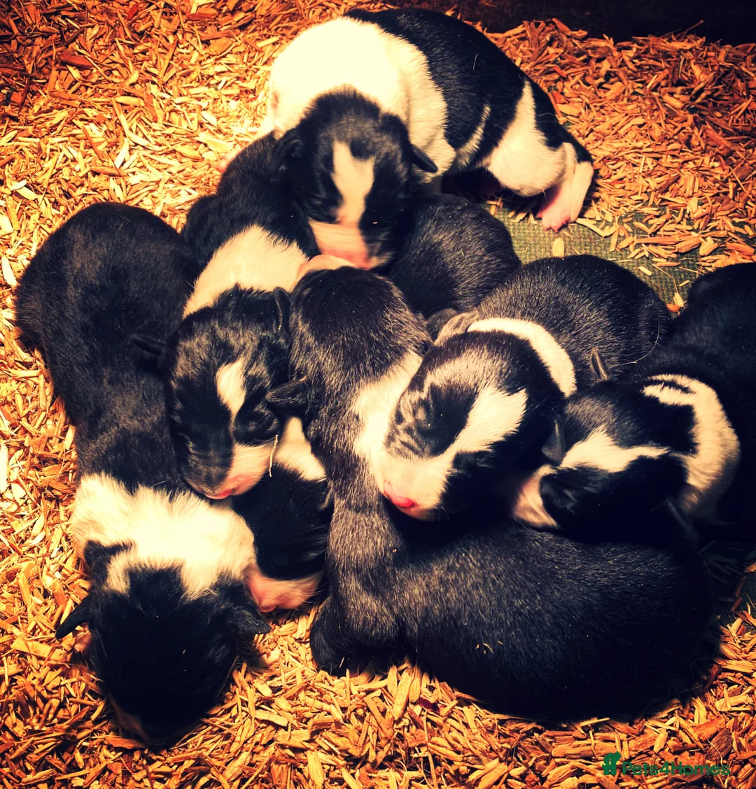 Border Collie dogs for sale: Beautiful long haired collie pups - Advert 2