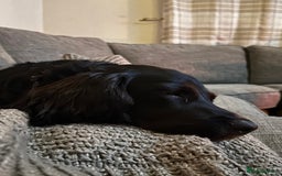 Sprocker dogs for sale: Gorgeous 8 Month Old Sprocker Spaniel - Advert 4