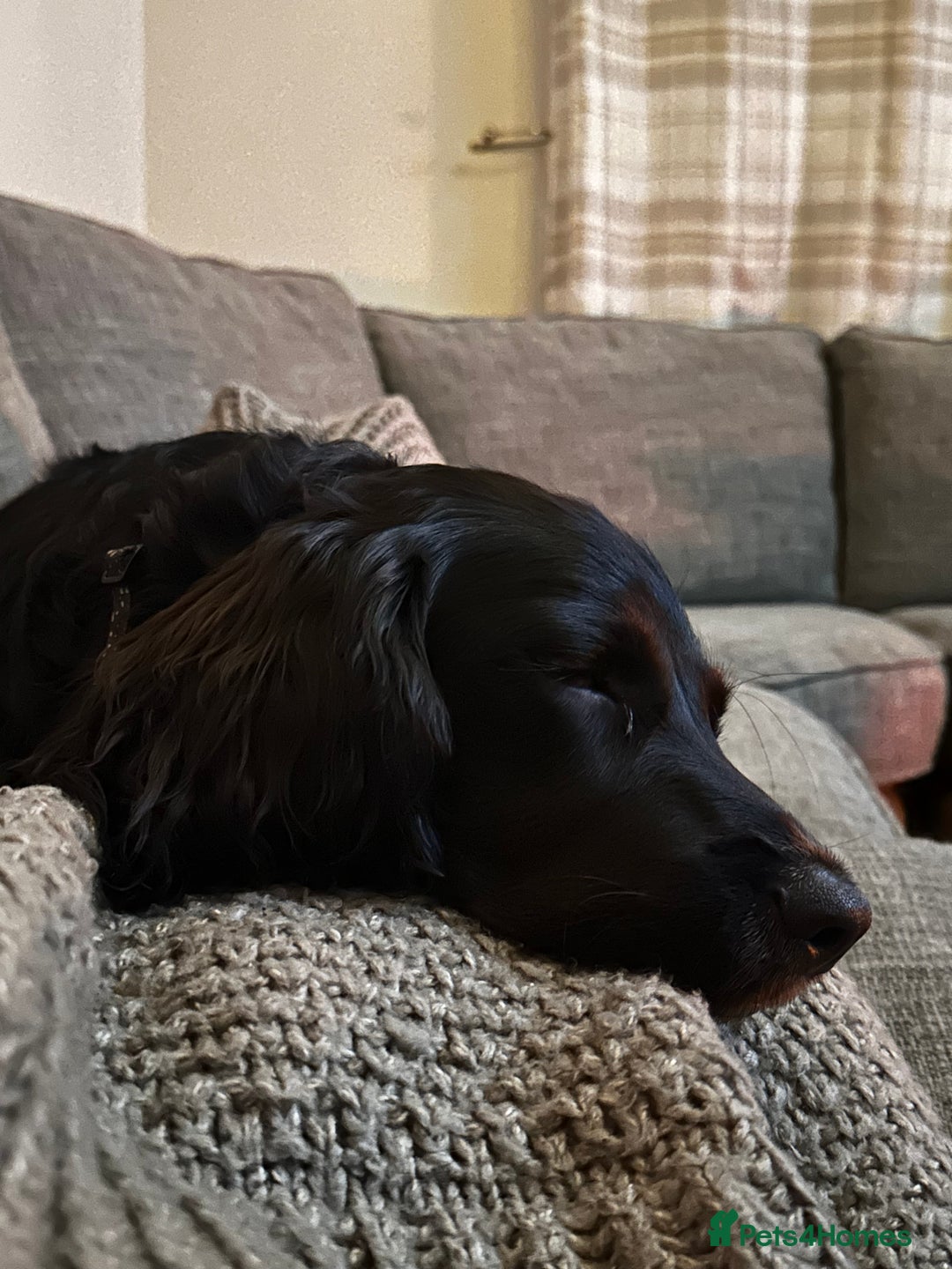 Sprocker dogs for sale: Gorgeous 8 Month Old Sprocker Spaniel - Advert 4