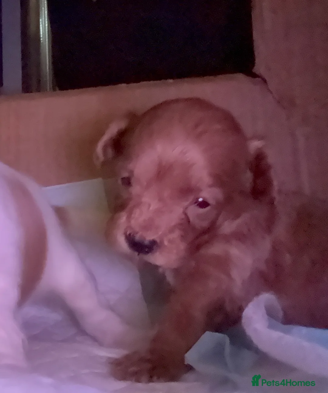 Cockapoo dogs for sale: Toy Poodle x Cockapoo Puppies Family Raised in Hayes - Advert 13