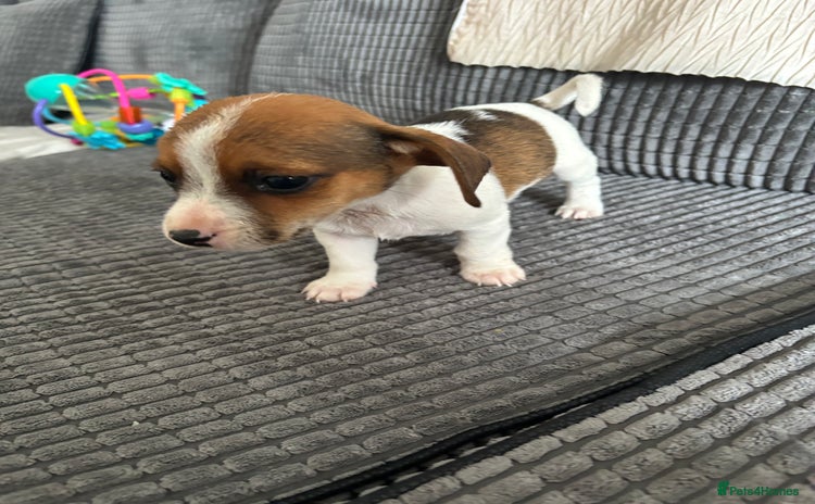 Jack Russell dogs - Advert 11