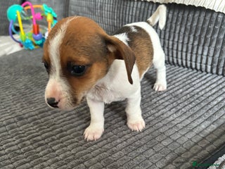 Jack Russell dogs - Advert 5