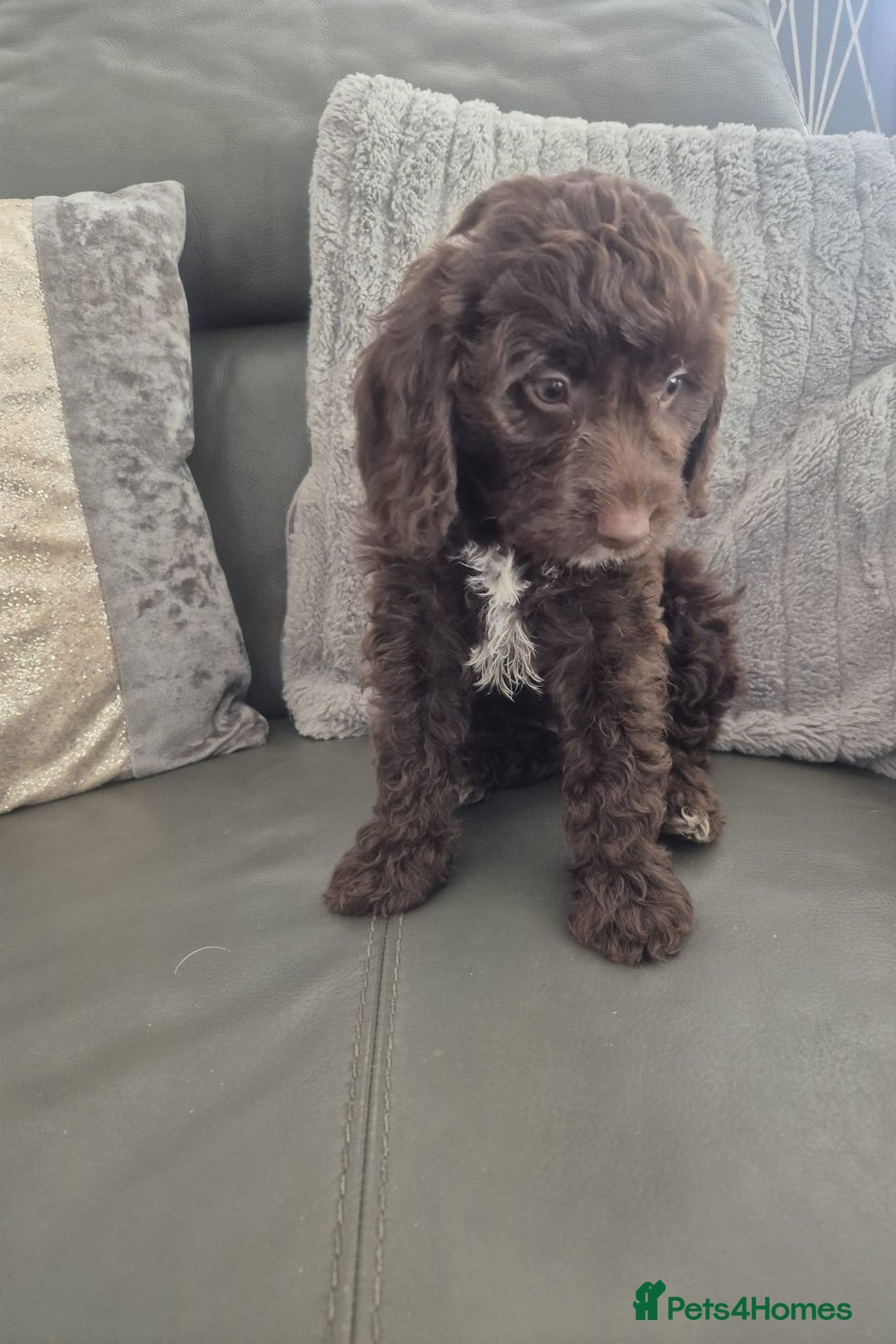 Cockapoo dogs for sale: F1 cockapoo - Ready Now - Image 4
