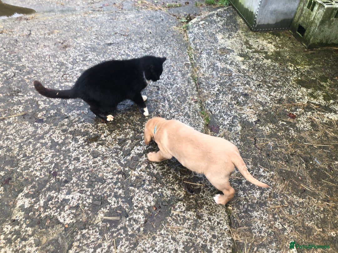 Labrador Retriever dogs for sale: Kc registered Labrador puppies(2 remaining) - Advert 15