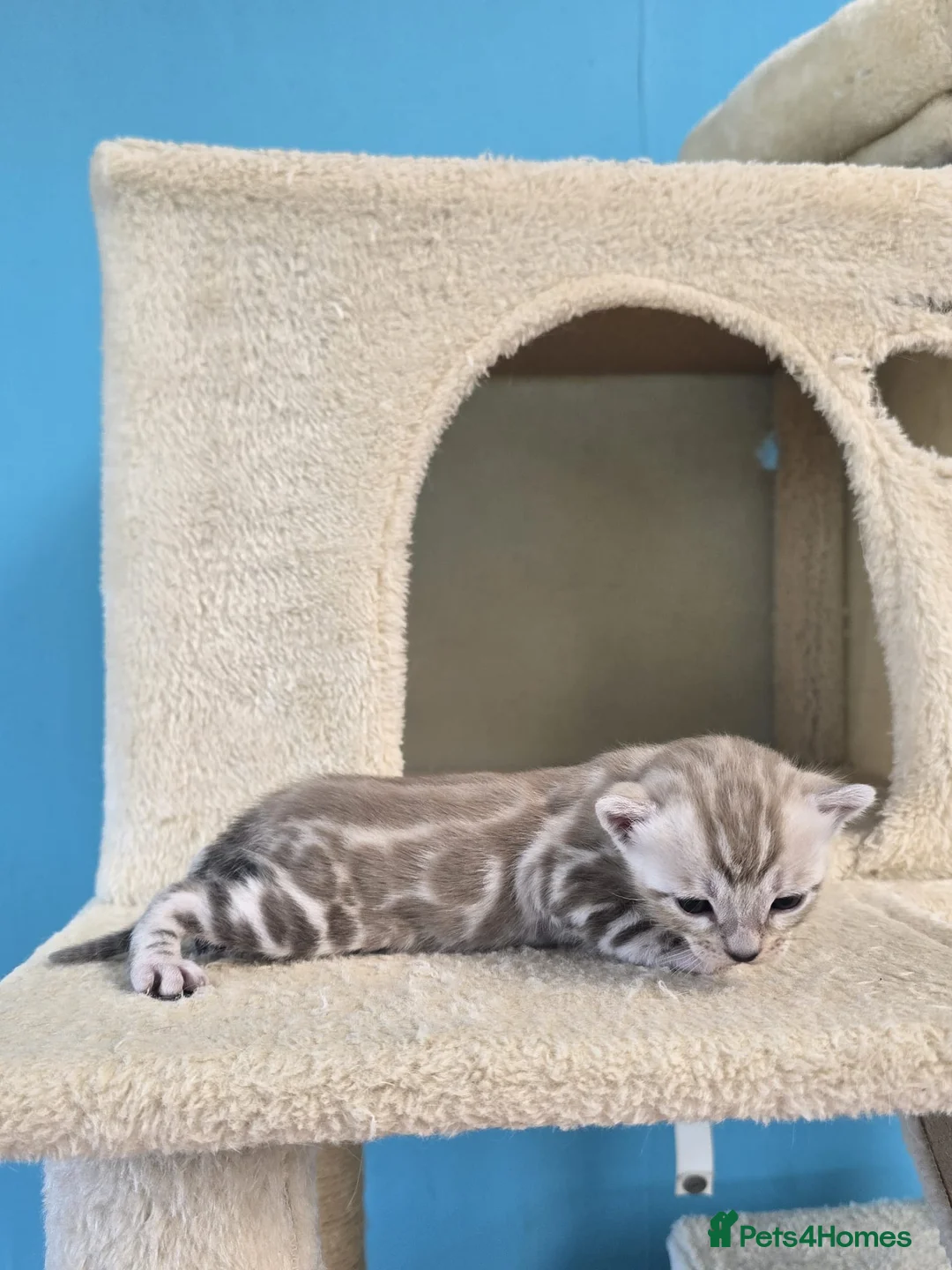 Bengal cats for sale: TICA Registered Stunning Bengal Kittens  - Advert 2