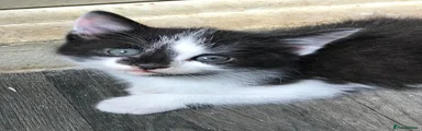 Mixed Breed Kitten 2