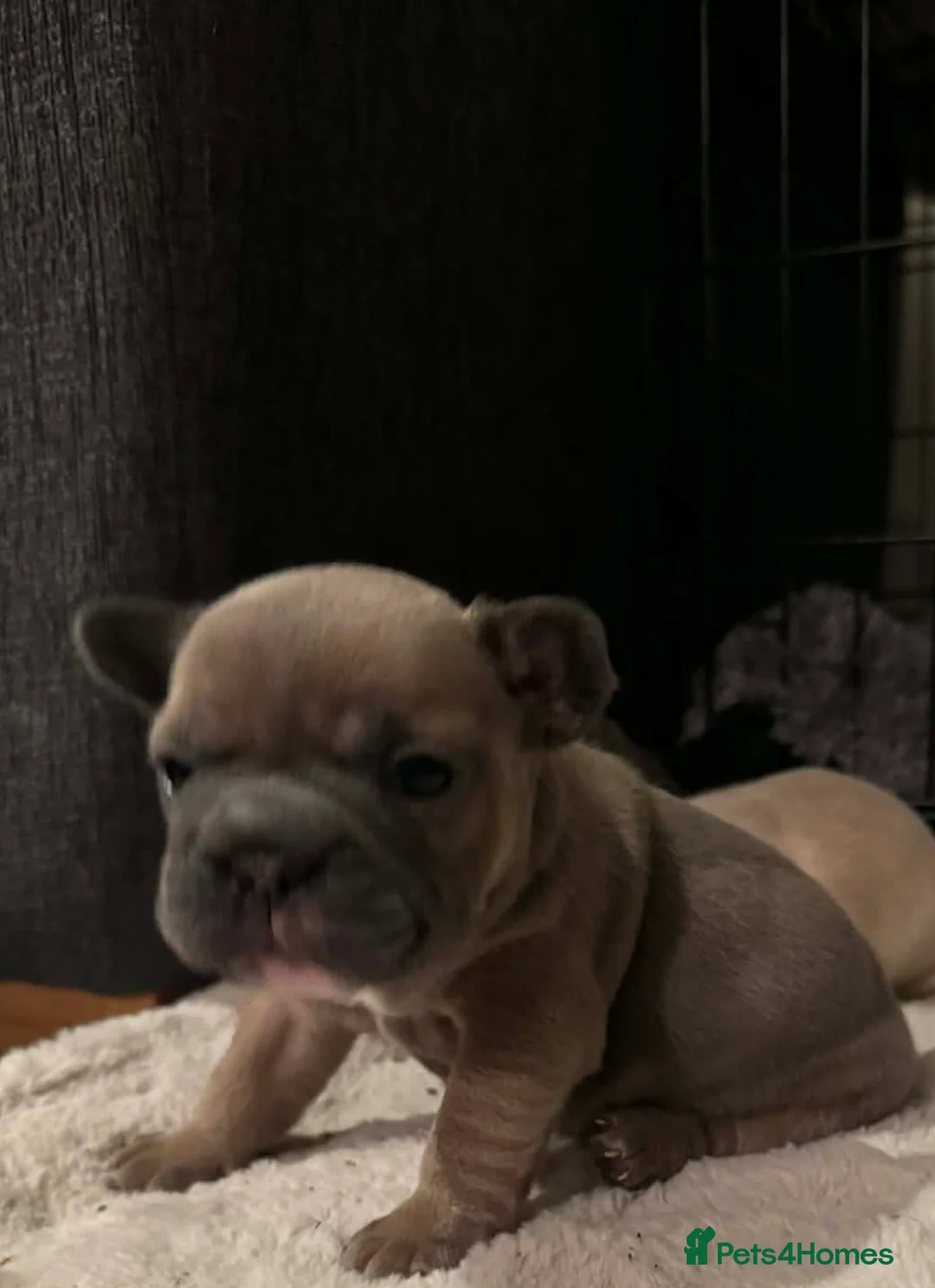 French Bulldog dogs for sale: French bulldog puppies  - Advert 26