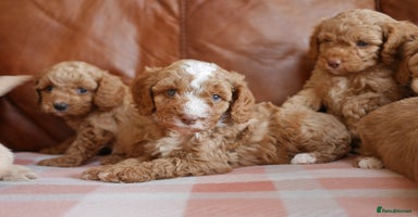 Cavapoo dogs - Advert 2