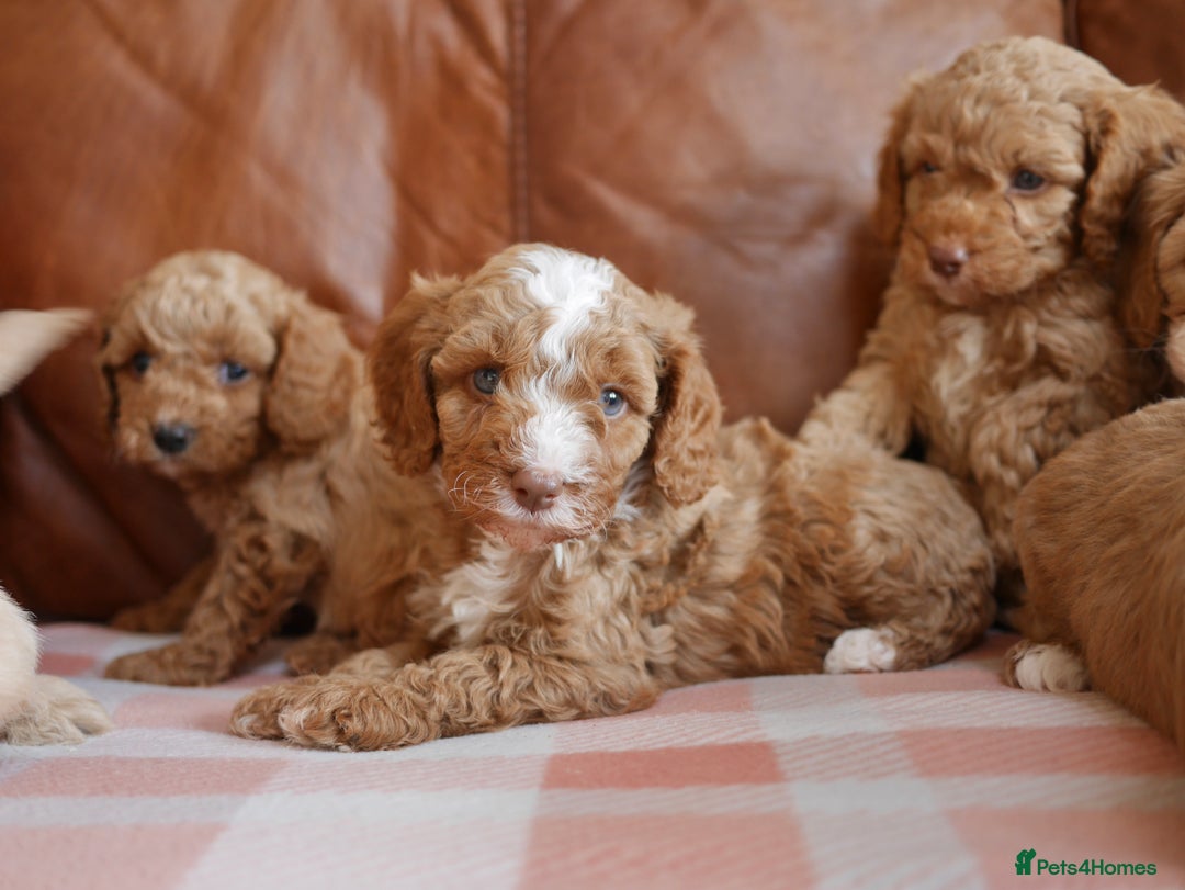 Cavapoo dogs for sale: Stunning F1b Health Tested Miniature Cavapoos - Image 2
