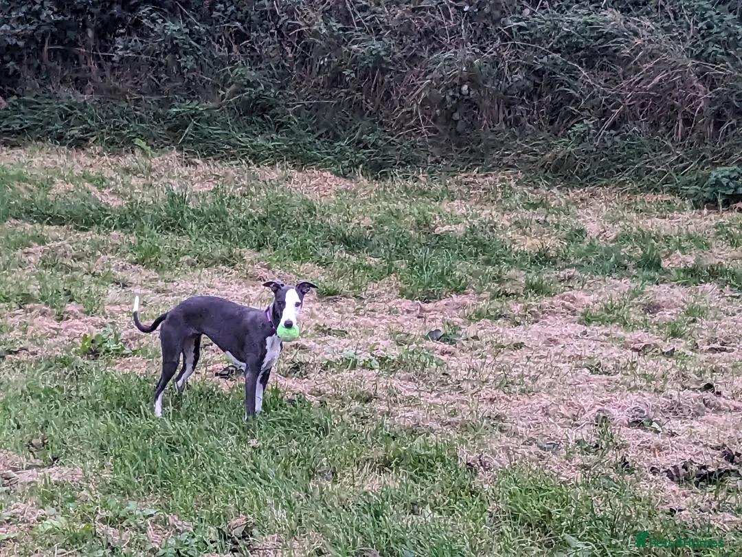 Whippet dogs for sale: Looking for a home for Ada - Advert 2