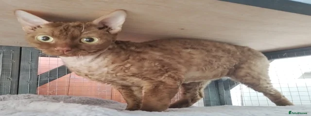 Sausage