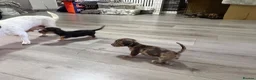 Jackshund dogs for sale: Beautiful jackweenies for sale  - Advert 21