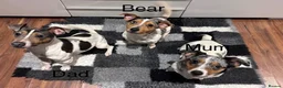Jack Russell dogs for sale: Miniature Jack Russell puppies - blue carriers - Advert 30