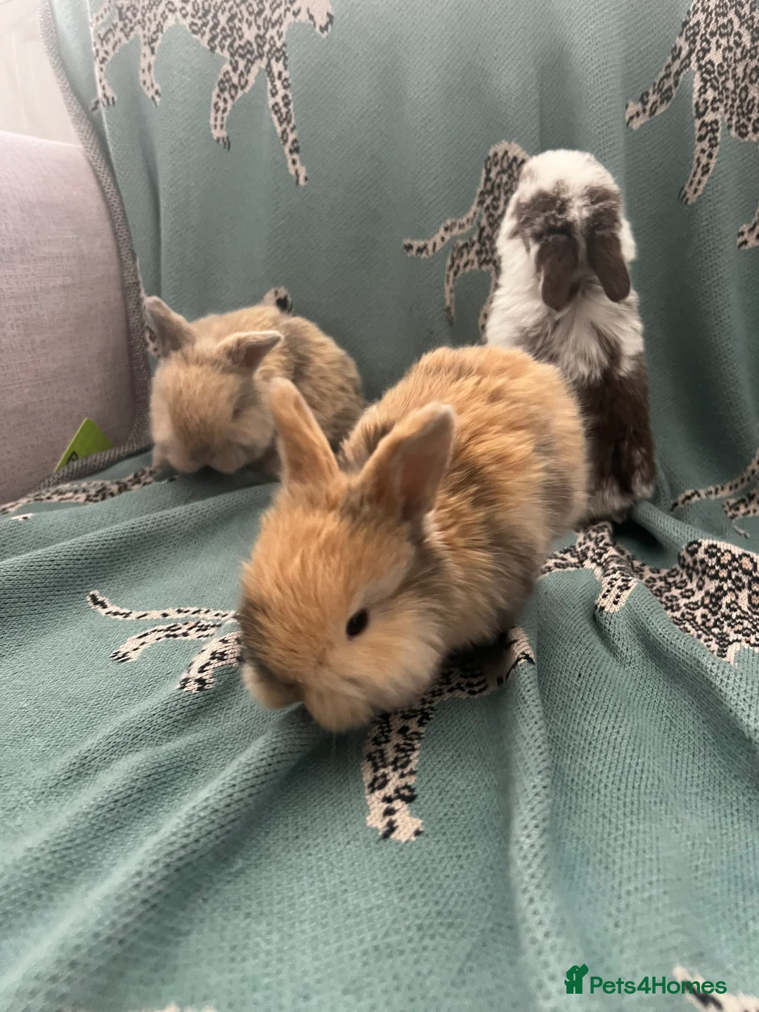 Mini Lop rabbits for sale: 3 beautiful pure bred mini lops in Pontyclun - Advert 2