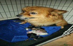 Pomeranian dogs for sale: Pomeranian puppies - Image 2