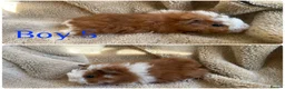 Mixed Breed rodents for sale: Girl and boy guinea for sale  - Advert 9