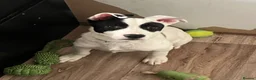 Mixed Breed dogs for sale: Peach looking for a new home  - Advert 4