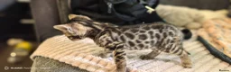 Bengal cats for sale: Little Bengal babies  - Advert 17