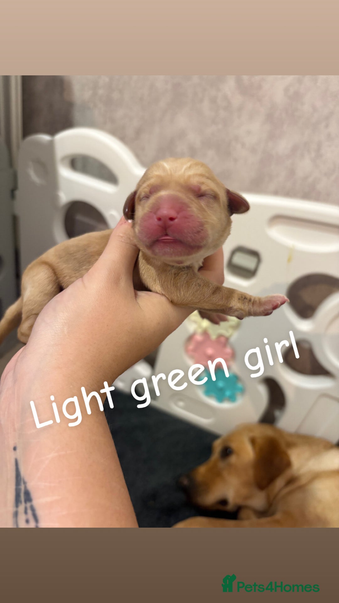 Labrador Retriever dogs for sale: Labrador Retriever Puppies for Sale 🐾 - Advert 19