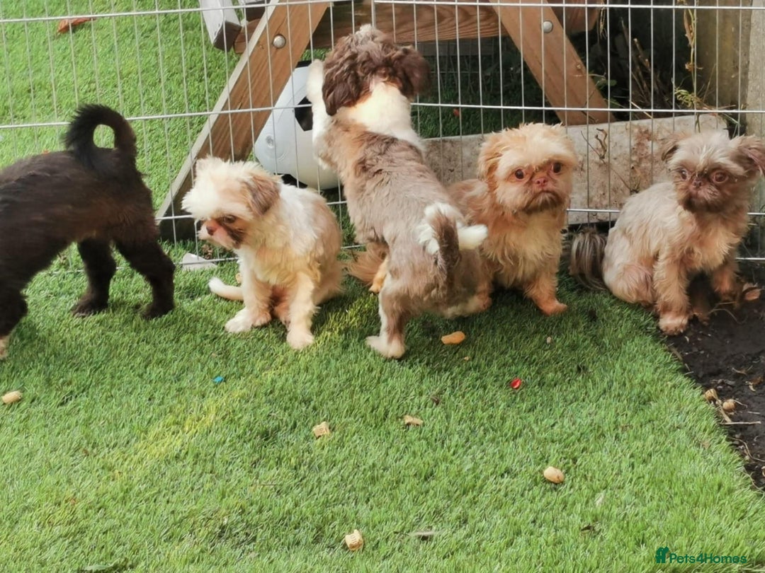 Shih Tzu dogs for sale: Karashishi Imperial Shih Tzu - Image 4