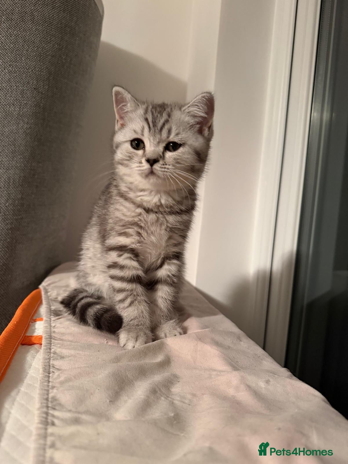 Scottish Fold cats Beautiful Female Kitten Looking for a Loving Home - Advert 5