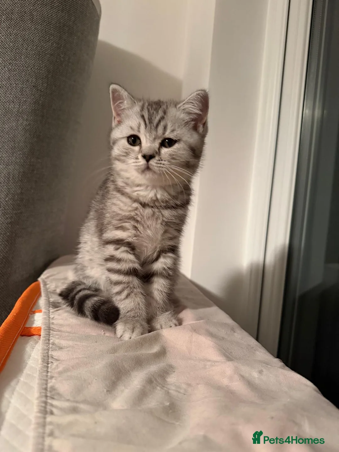 Scottish Fold cats for sale: Beautiful Female Kitten Looking for a Loving Home - Advert 1