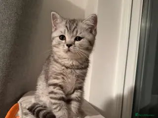Scottish Fold cats Beautiful Female Kitten Looking for a Loving Home - Advert 5
