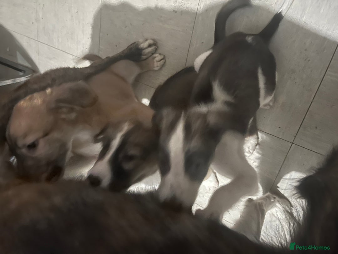 Saluki dogs for sale: Saluki - Advert 1