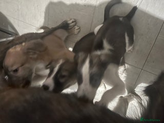 Saluki dogs Saluki - Advert 1