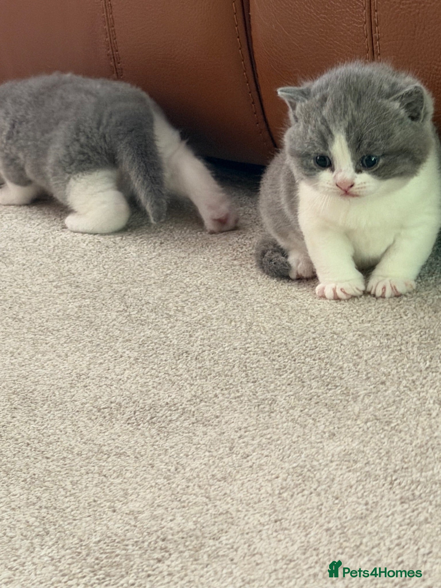 British Shorthair cats 🐾 Beautiful Pedigree Blue & White BSH Boys 🐾 - Advert 2