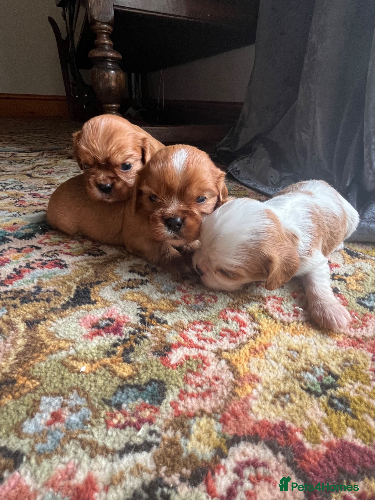 Cavalier King Charles Spaniel dogs for sale: King Charles Cavalier Puppies - Advert 1