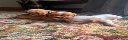 Cavalier King Charles Spaniel dogs for sale: King Charles Cavalier Puppies - Advert 1