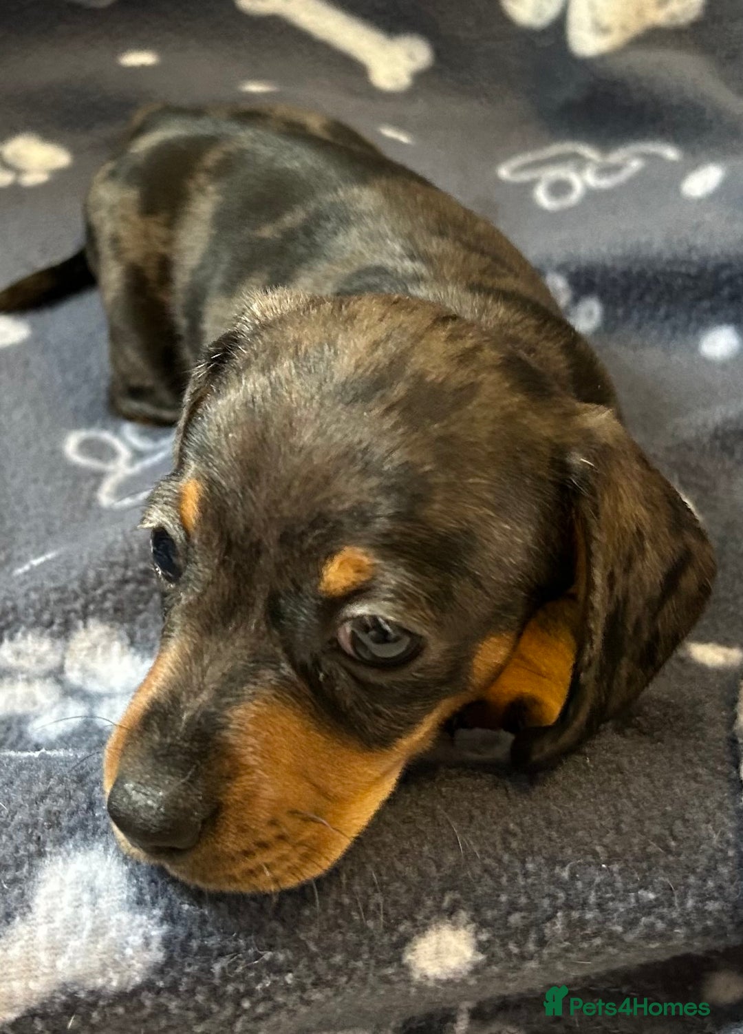Miniature Dachshund dogs for sale: Stunning Miniature Dachshund Pups - Image 9