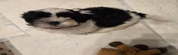 Shih Tzu dogs for sale: LOVELY GIRLS CUTE SHIH TZU PUPPIES READY NOW - Advert 6