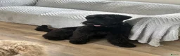 Giant Schnauzer dogs for sale: Female giant schnauzer 1 year old  - Advert 4