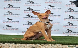 Mixed Breed dogs for adoption: Fabulous Flynn - Image 1